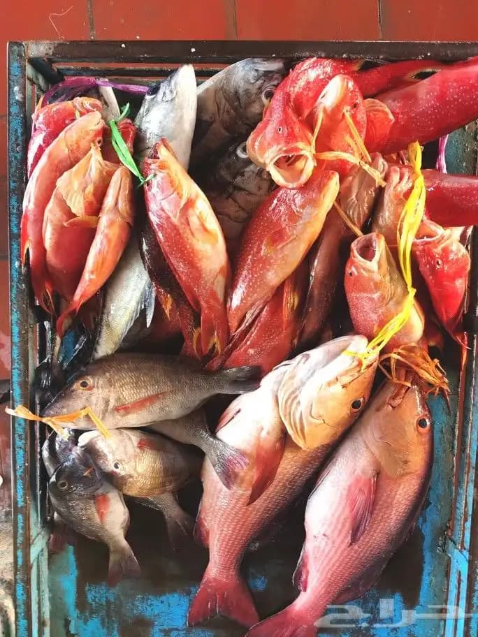 लाल सागर के बीचोंबीच नाव से मछली पकड़ने की यात्रा