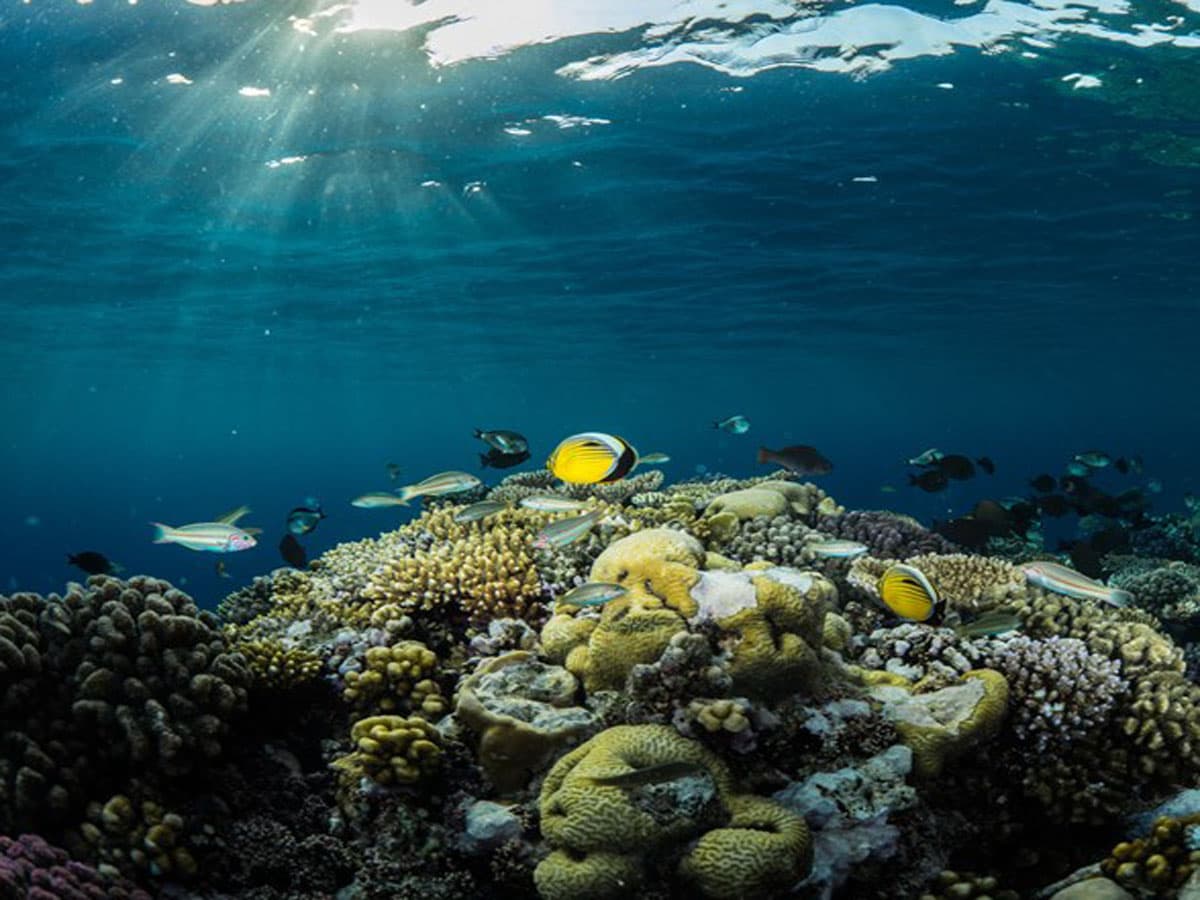 Pengalaman menyelam di Laut Merah di Jeddah.